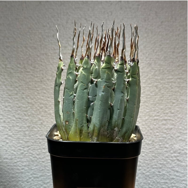 アガベユタエンシスエボリスピナ陽炎② | Kuku.Plants