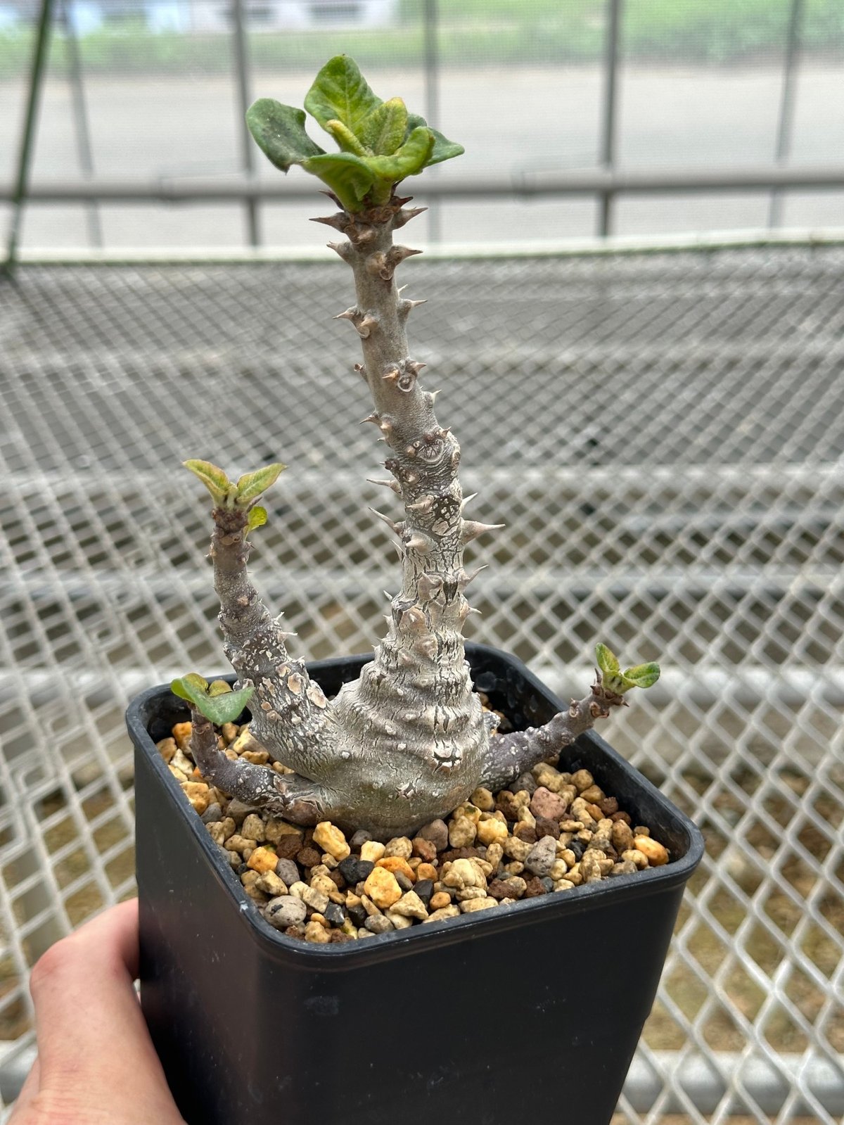 パキポディウム　グラキリス　発根済み　鉢付き パキポディウム グラキリス 約15cm 発根済み 鉢付き 発根済み