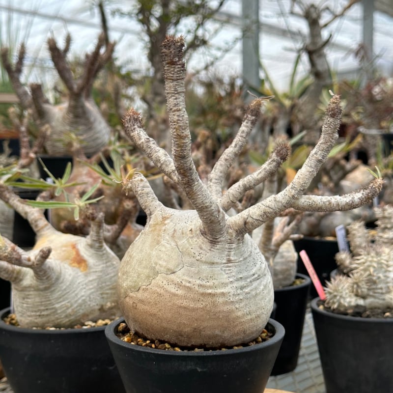 【クマクマさま確認用】パキポディウムグラキリス クマクマさま確認用】パキポディウムグラキリス 【公式通販】