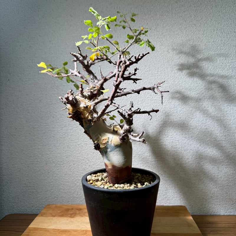 コミフォラ カタフターカネンシス | Kuku.Plants