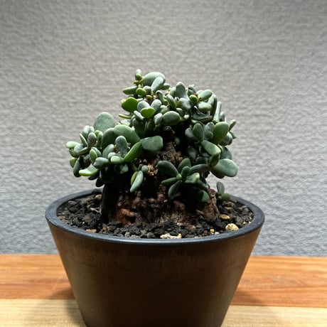 CATEGORY 多肉植物．塊根植物.サボテン．アガベ | Kuku.Plants