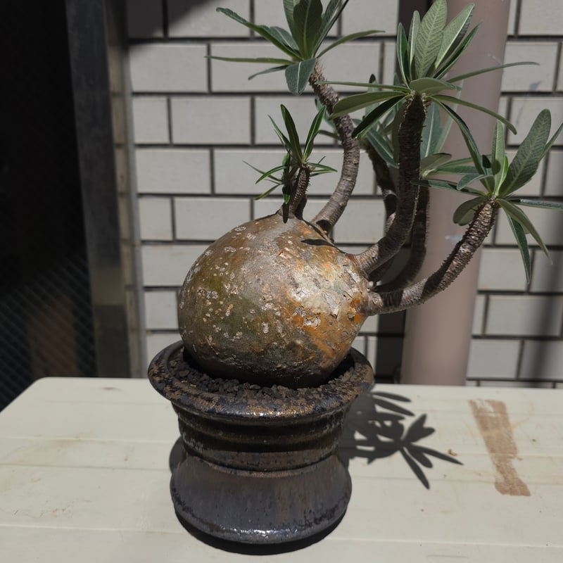 Pachypodium gracilius×姫野翔太鉢 | Kuku.Plants Pachypodium gracilius×姫野翔太鉢 | Kuku.Plants