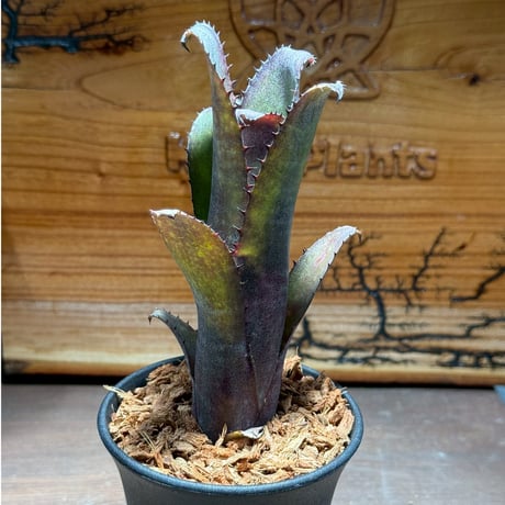 Billbergia Black Pearl② 抜き苗 タンクブロメリア 楽天市場】(現品) ビルベルギア 'ブラックパール' (No.62544