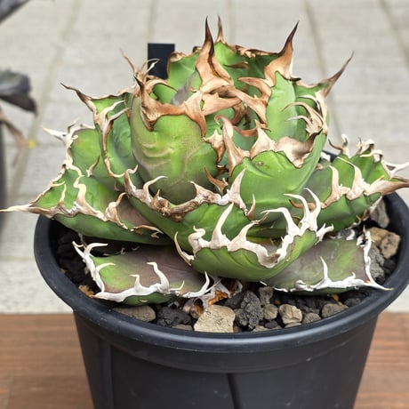 \"super Seasar\" スーパーシーザー アガベチタノタ Super Seasar スーパーシーザー 美株 - メルカリ