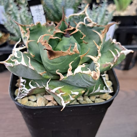アガベチタノタ魔丸 | Kuku.Plants アガベチタノタ魔丸 | Kuku.Plants