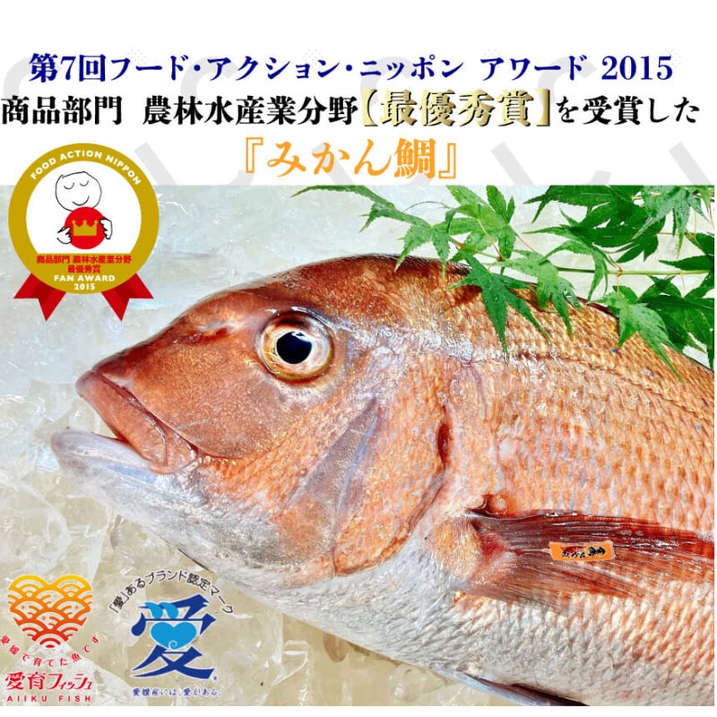 リニューアル！【冷凍】宇和島鯛めしセット(みかん鯛) 1人前×2セット