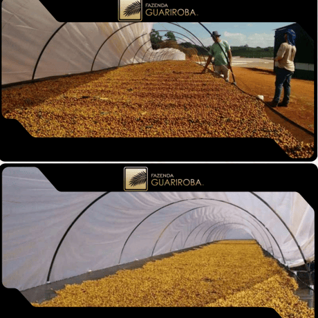 【浅煎り】Brazil Fazenda Guariroba limited reserve B  / 100g