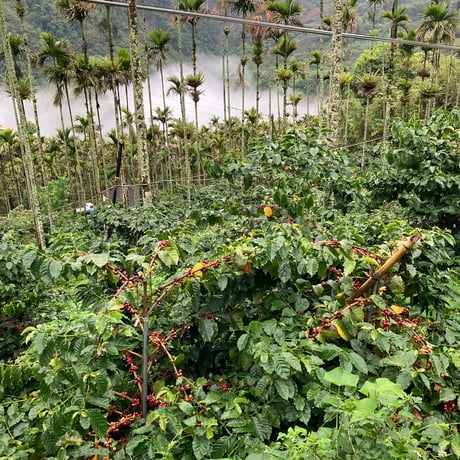 【浅煎り】台湾青葉珈琲荘園 SL34 Natural / ※サイズはお選びください