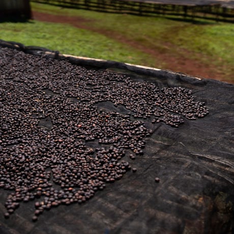 【浅煎り】Ethiopia Guji MB Coffee G2 Natural / 100g