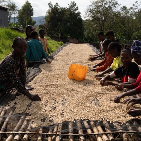 【浅煎り】Ethiopia Guji MB Coffee G2 Natural / 100g