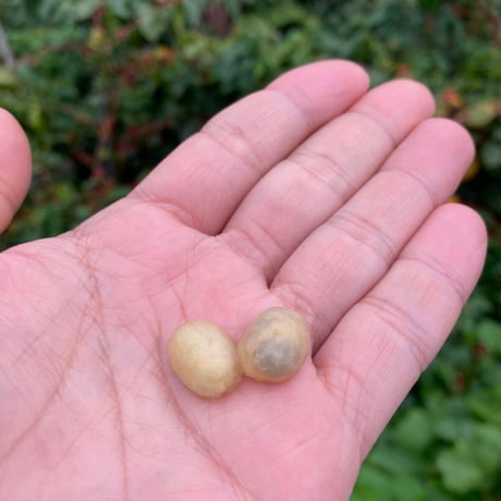 【浅煎り】台湾青葉珈琲荘園 SL34 Natural / ※サイズはお選びください