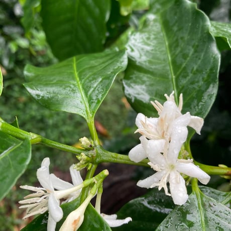 【浅煎り】台湾青葉珈琲荘園 SL34 Natural / ※サイズはお選びください