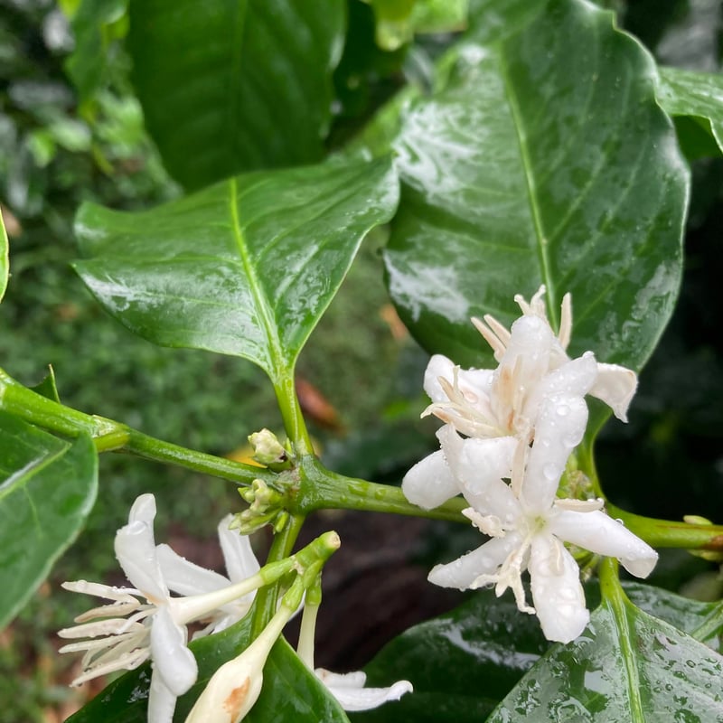 浅煎り】台湾青葉珈琲荘園 SL34 Natural / ※サイズはお選びください