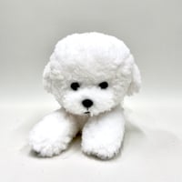 ひざわんこ　ビションフリーゼ