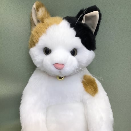 Cuddly  小春ちゃん