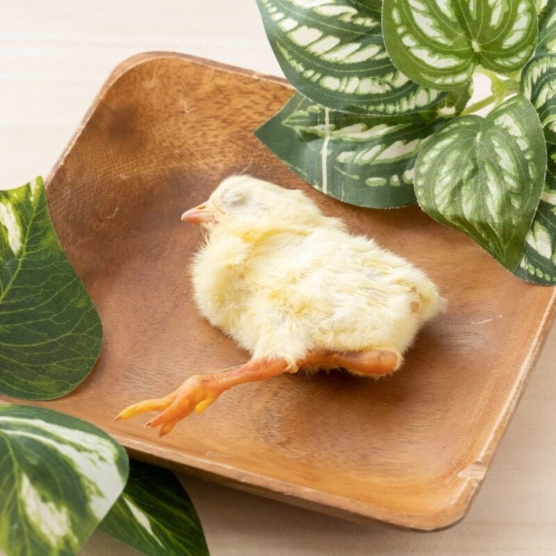 冷凍ひよこ 未処理10羽 | fukunyan'scafe mofumofu STORE 冷凍ひよこ 未処理10羽 | fukunyan'scafe mofumofu STORE