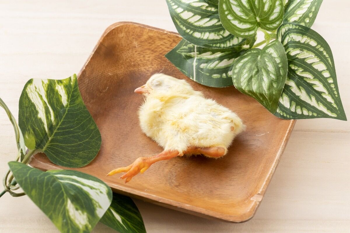 冷凍ひよこ 未処理10羽