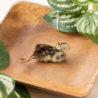 冷凍うずら 未処理 1羽 | fukunyan'scafe mofumofu STORE 冷凍うずら 未処理 1羽 | fukunyan'scafe mofumofu STORE