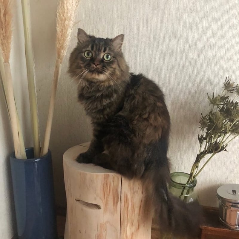 HINOMARU（檜の丸太スツール） | OWASE woodworks