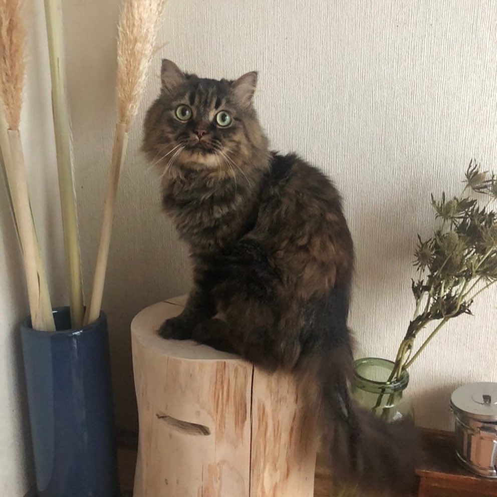 檜　丸太　椅子　スツール　大型　No.1228 檜 丸太 椅子 スツール 大型 No.1228 檜丸太椅子スツール大型No.1228