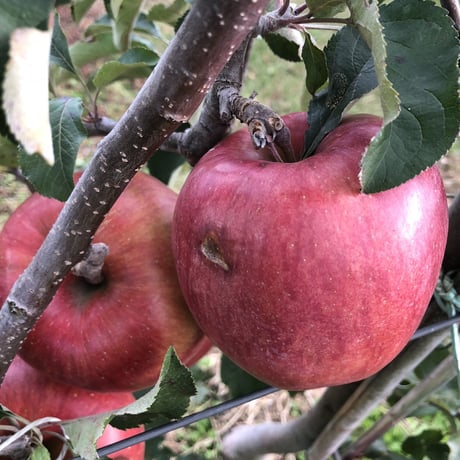 8月りんご新品種シナノリップ訳あり5キロ
