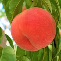 SP（大玉まどかor陽夏妃6kgギフト用） 7月下旬より発送開始】あかつき・まどか 大玉6個入り 2kg | よつ葉の