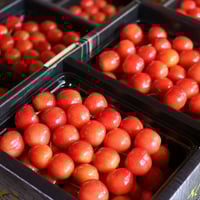 佐藤錦 1kg（バラ詰め500g × 2パック）L～2L