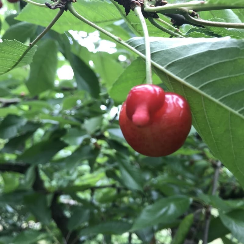 佐藤錦 1kg 訳あり品（キズ、双子、着色難あり） | だいちの森果樹園