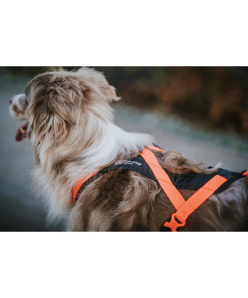 Non-stop dogwear] Rush harness ブラック/オレンジ | Whi