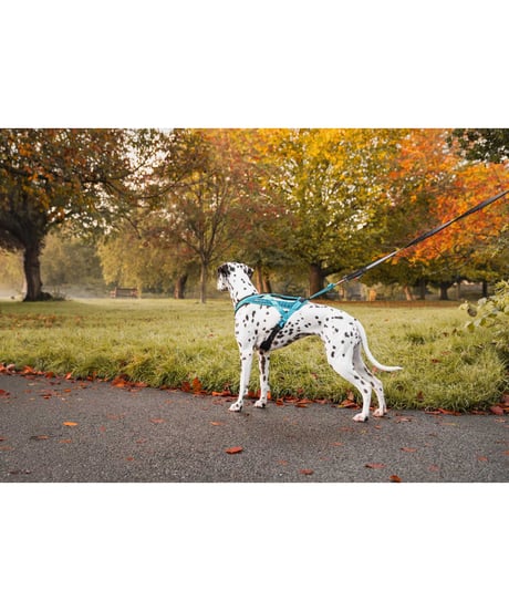 [Non-stop dogwear] Rush harness ブラック/オレンジ