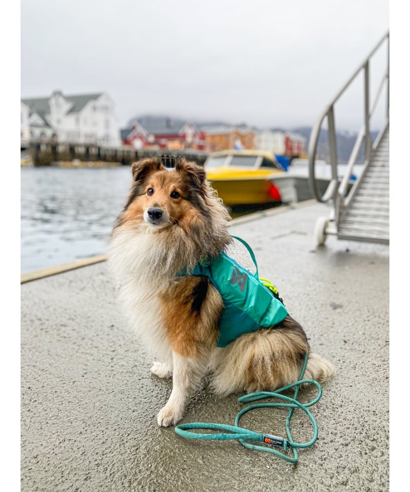 Non-stop dogwear] Protector life jacket ティール |