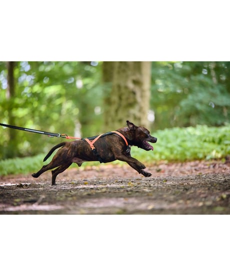 [Non-stop dogwear] Rush harness ブラック/オレンジ