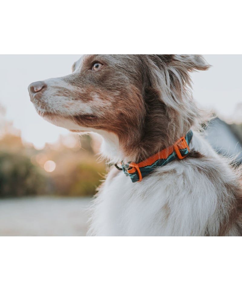 Non-stop dogwear] Trail quest collar Rachel Po