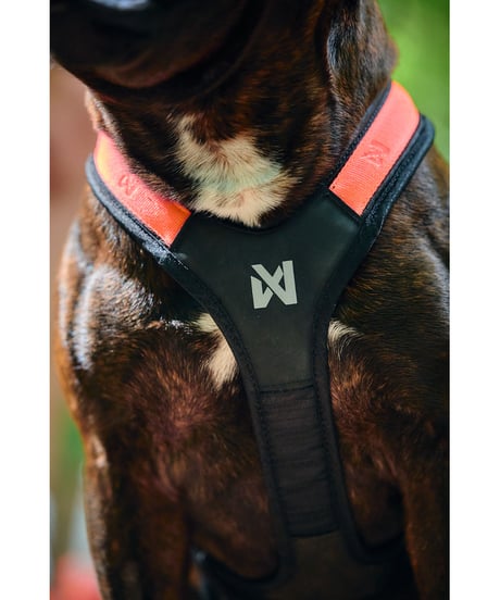 [Non-stop dogwear] Rush harness ブラック/オレンジ