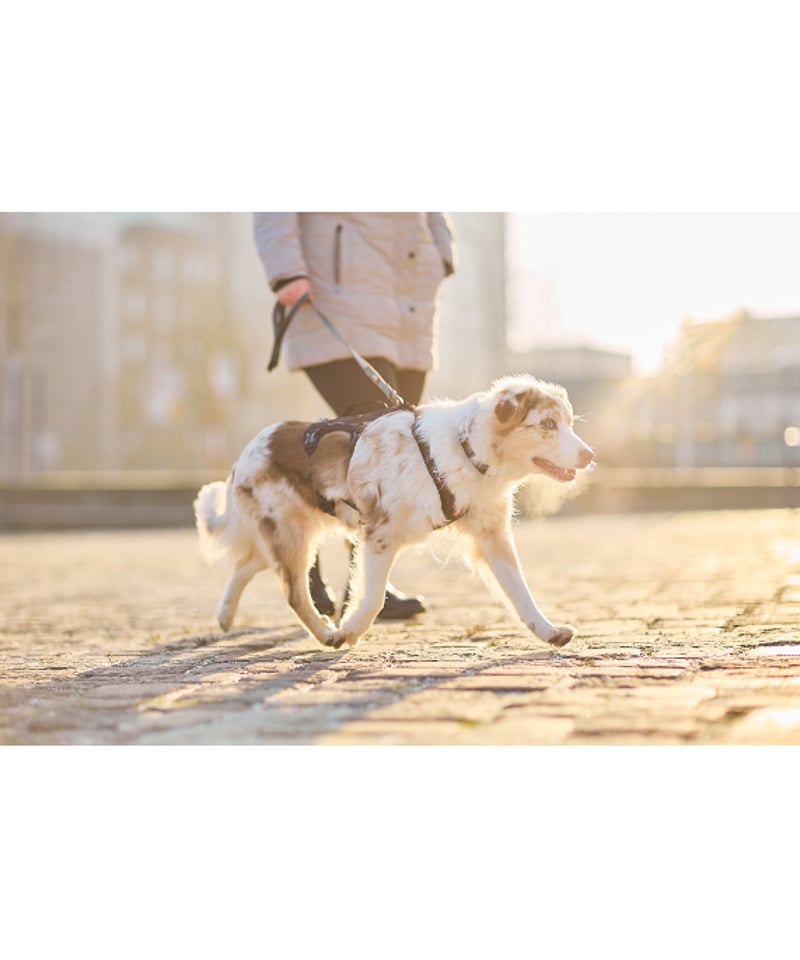 Non-stop dogwear] Rock harness long ブラック/オレンジ