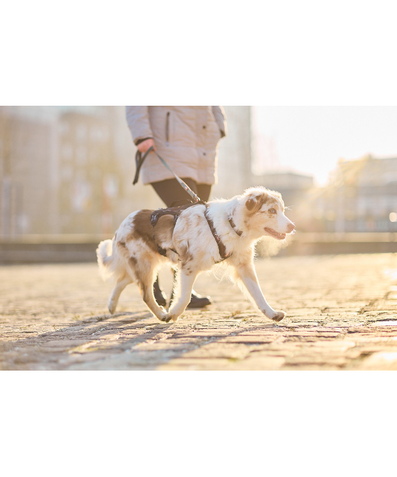 Non-stop dogwear] Rock harness long ブラック/オレンジ