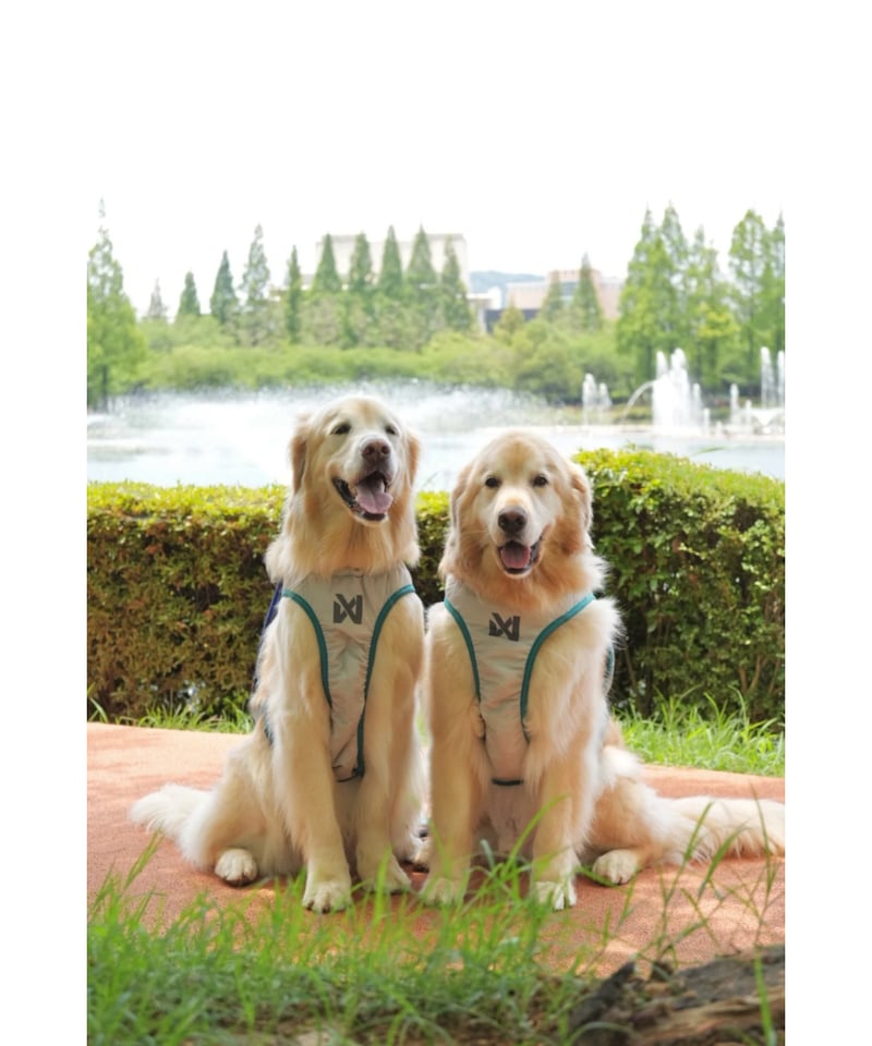 Non-stop dogwear] Cooling vest ライトグレー/ティール | W