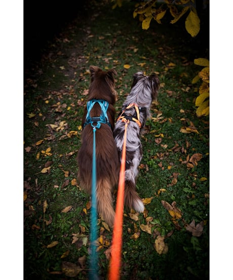 [Non-stop dogwear] Rush harness ブラック/オレンジ