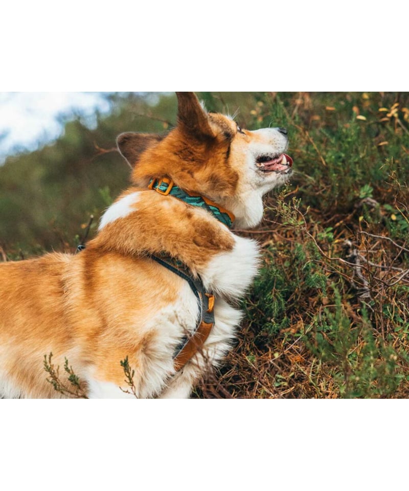 Non-stop dogwear] Trail quest collar Rachel Po