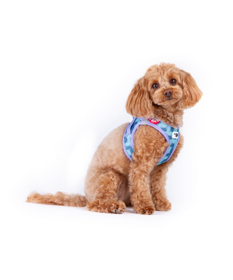 Curli] VEST HARNESS AIR-MESH 2026年限定モデル セミサークル