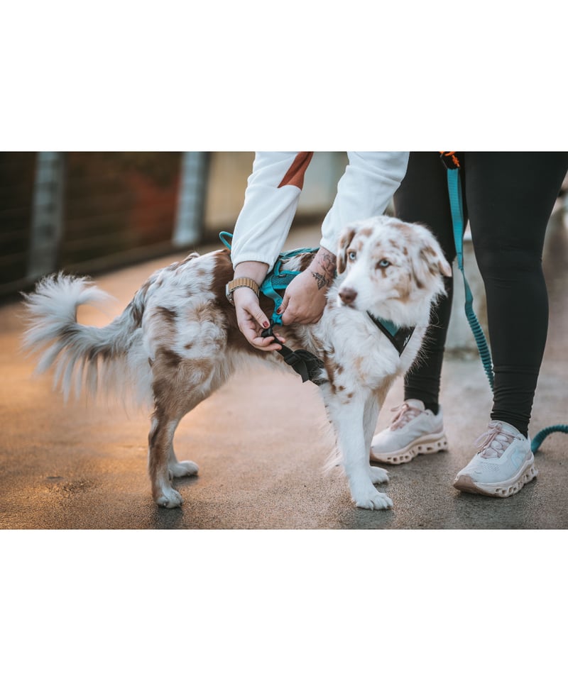 Non-stop dogwear] Rush harness ブラック/オレンジ | Whi