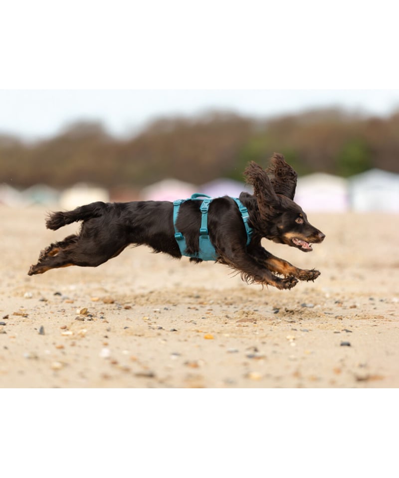 Non-stop dogwear] Ramble harness long ティール | W