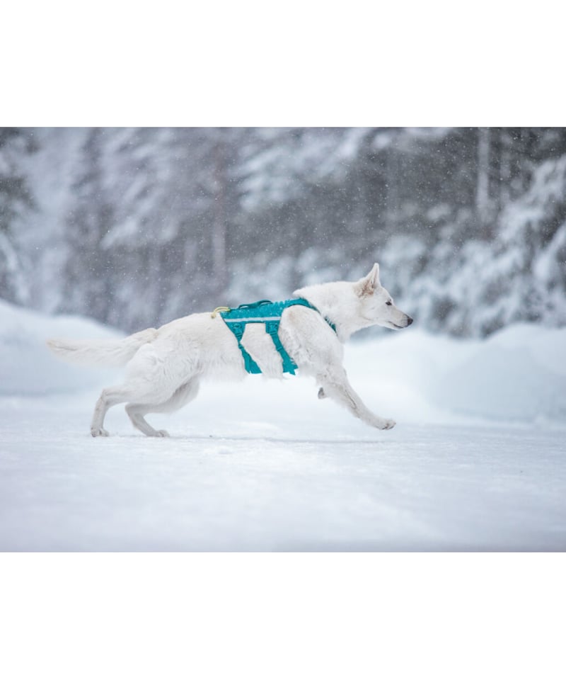 Non-stop dogwear] Ramble harness long ティール | W