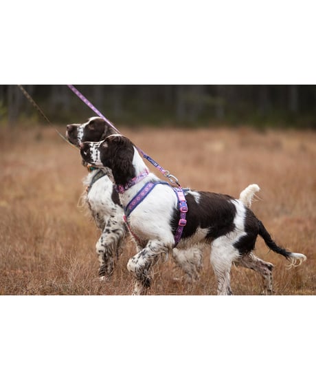 [Non-stop dogwear] Line harness 5.0 Rachel Pohl edition パープル/ピンク