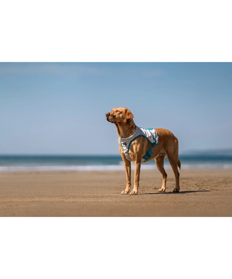 Non-stop dogwear] Cooling vest ライトグレー/ティール | W