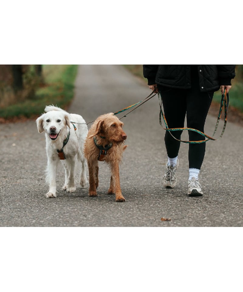 Non-stop dogwear] Trail quest leash Rachel Poh