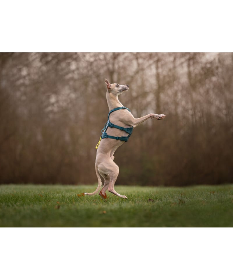 Non-stop dogwear] Ramble harness long ティール | W