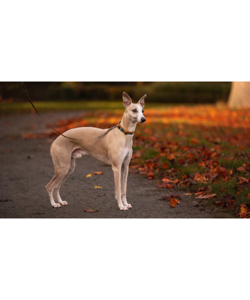 Non-stop dogwear] Trail quest collar Rachel Po