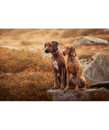 [Non-stop dogwear] Trail quest collar オレンジ/ブラック