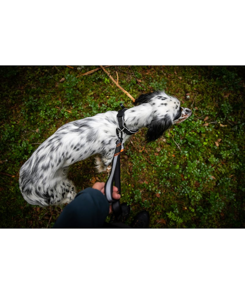 Non-stop dogwear] Touring bungee adjustable |